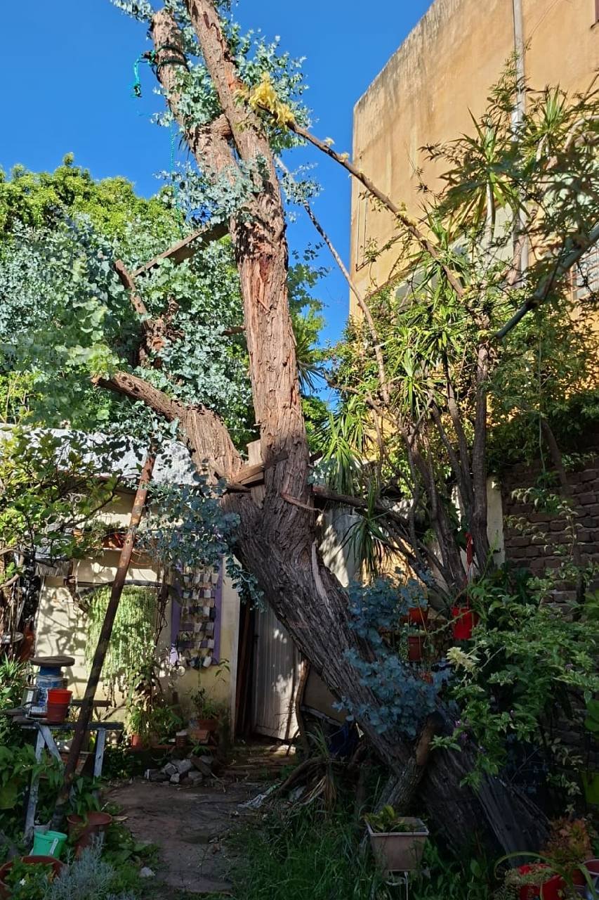 Servicio de Poda de Árbol en San Martín - Buenos Aires