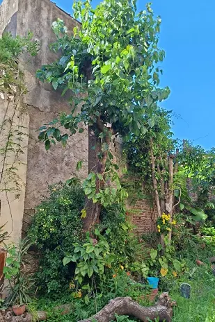 Servicio de Poda de Árbol en San Martín - Buenos Aires