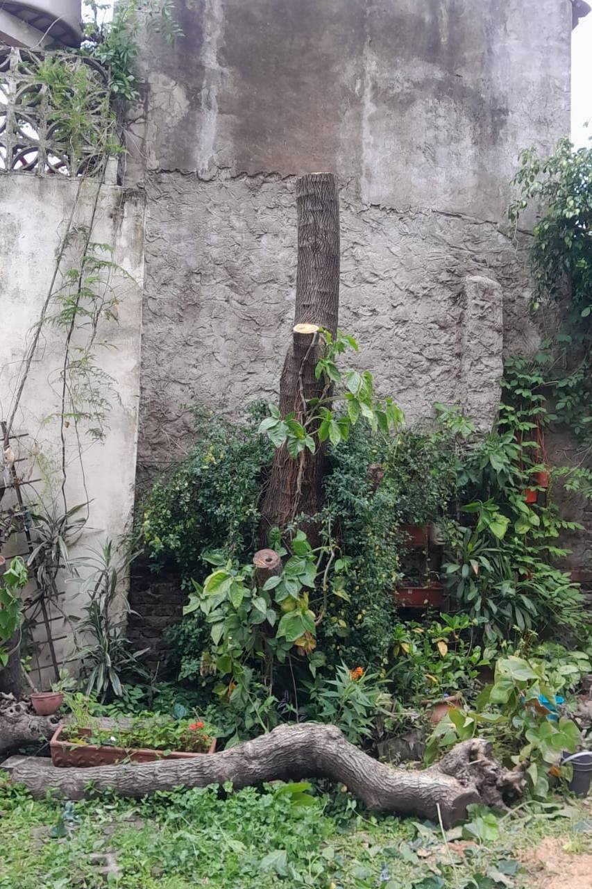 Servicio de Poda de Árbol en San Martín - Buenos Aires