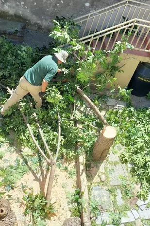 Podar de Árbol  San Martín - Buenos Aires - caso Amelia