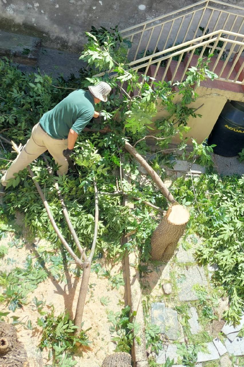 Podar de Árbol  San Martín - Buenos Aires - caso Amelia