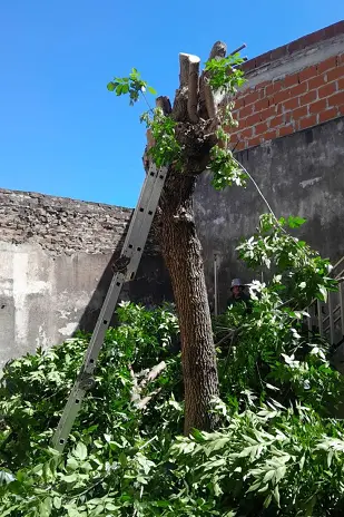 Servicio de Poda de Altura en Matadero - Buenos Aires