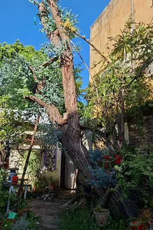 Servicio de Poda de Altura en San Fernando – Buenos Aires